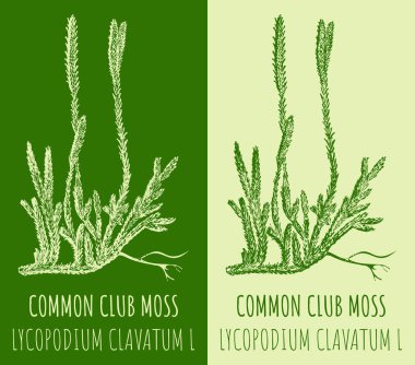 Vektör çizimi Klübü çalıştırıyor. El çizimi çizimi. Latince adı LYCOPODIUM CLAVATUM L.