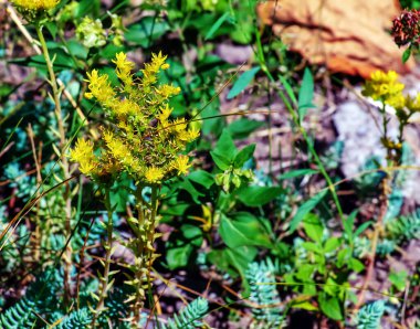 Sedum spathulifolium, kaşık açık güneşli bir günde, açık sarı çiçekli Cape Blanco 'dan ayrıldı..