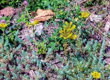 Sedum spathulifolium, kaşık açık güneşli bir günde, açık sarı çiçekli Cape Blanco 'dan ayrıldı..