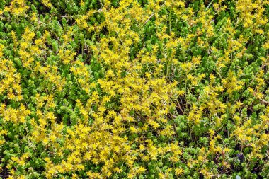 Sedum dönümünün sarı çiçekleri veya Goldmoss Taş Devri. Altın yosunlu taş, yosunlu taş, altın yosunlu sedum olarak bilinen Sedum hektarı..
