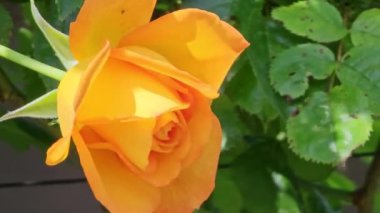 Güneş ışığı oyununda parlak sarı-turuncu gül çiçeği. Yakın plan.. 
