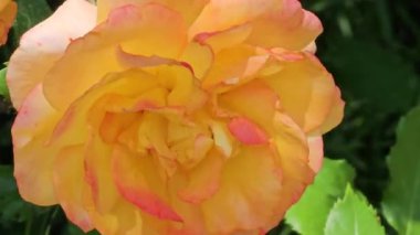 Güneş ışığı oyununda parlak sarı-turuncu gül çiçeği. Yakın plan.. 