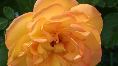 Güneş ışığı oyununda parlak sarı-turuncu gül çiçeği. Yakın plan.. 