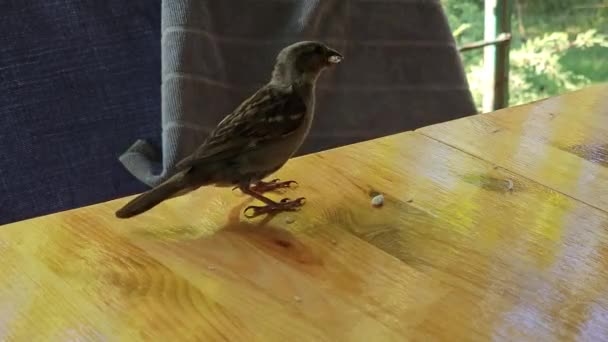 Sparrow Eet Broodkruimels Zaden Van Tafel Close — Stockvideo