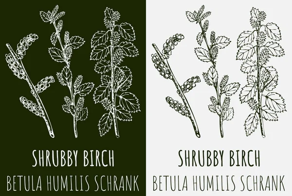 Rajzolom Shrubby Birch Kézzel Rajzolt Illusztráció Latin Neve Betula Humilis — Stock Fotó
