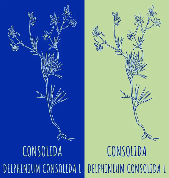 Consolida Rajza Kézzel Rajzolt Illusztráció Latin Név Delphinium Consolida — Stock Fotó