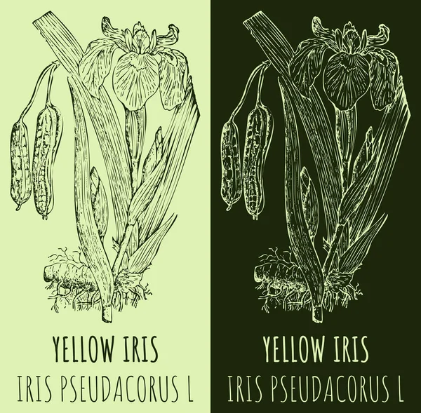 Lerajzolom Iris Kézzel Rajzolt Illusztráció Latin Név Iris Pseudacorus — Stock Fotó