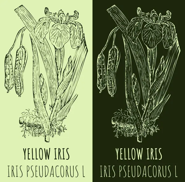 Vektor Rajz Yellow Iris Kézzel Rajzolt Illusztráció Latin Név Iris — Stock Vector