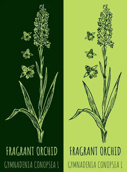 Csonttörő Orchidot Rajzolok Kézzel Rajzolt Illusztráció Latin Név Gymnadenia Conopsea — Stock Fotó