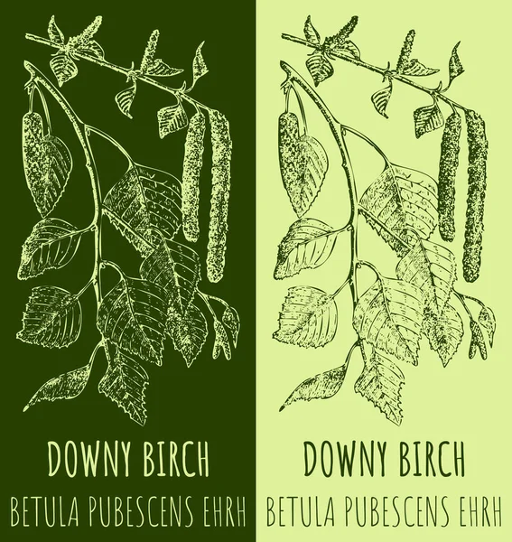 Drawing DOWNY BIRCH . Hand drawn illustration. The Latin name is BETULA PUBESCENS EHRH.