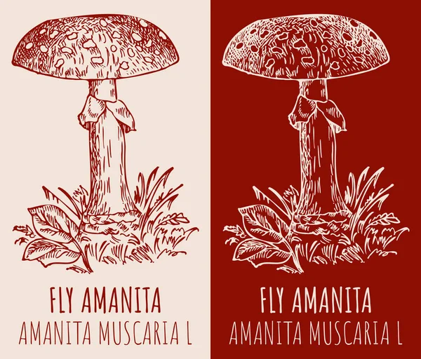 Vektor Rajza Fly Amanita Kézzel Rajzolt Illusztráció Latin Név Amanita — Stock Vector