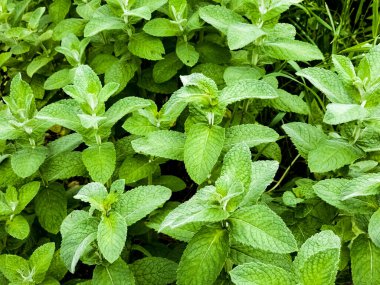 Bahçeye nane şekeri yakın plan. Elma nanesi, ya da Mentha suaveolens, ya da nane şekeri sağlık faydaları açısından zengin bitkisel bitkilerdir..