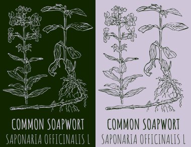 KOMON Pembe Pembe Pembe Çiziyor. El çizimi çizimi. Latince adı SAPONARIA OFFICINALIS L.