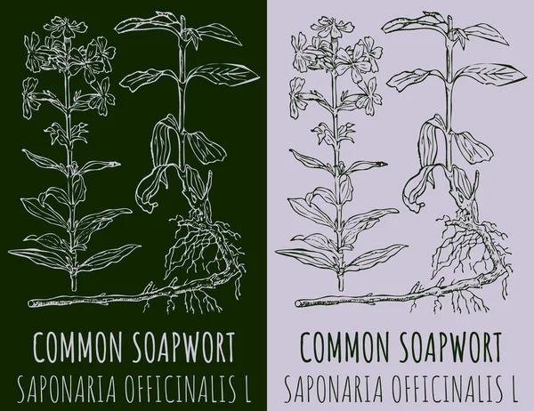 Vektorrajz Közös Soapwort Kézzel Rajzolt Illusztráció Latin Név Saponaria Officinalis — Stock Vector
