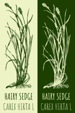 Vektör Kıllı Dizi çiziyor. El çizimi çizimi. Latince adı CAREX HIRTA L.