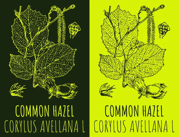 Rajzok Common Hazel Kézzel Rajzolt Illusztráció Latin Neve Corylus Avellana — Stock Fotó