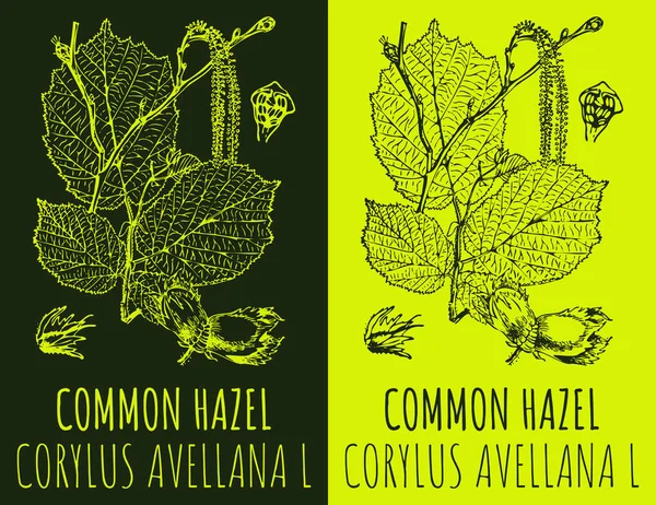 Vektorrajzok Common Hazel Kézzel Rajzolt Illusztráció Latin Neve Corylus Avellana — Stock Vector
