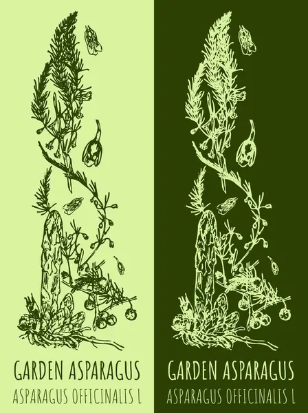Vektorrajzok Garden Asparagus Kézzel Rajzolt Illusztráció Latin Név Asparagus Officinalis — Stock Vector