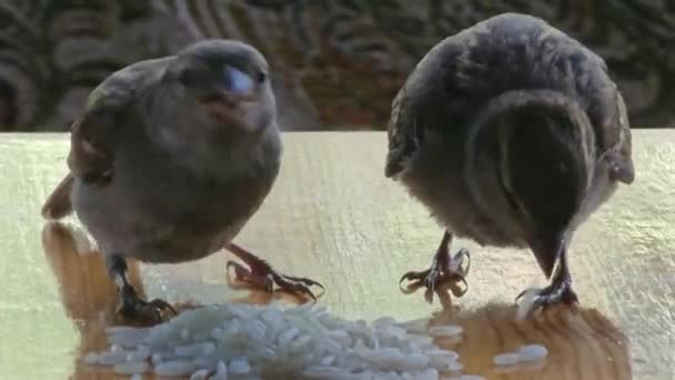 スパロウは テーブルの上に米の穀物をチェックし 食べる クローズアップ 鳥類学 生態学 — ストック動画