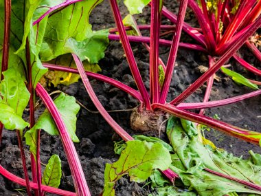 Toprakta pancar yetişiyor. Sebze bahçesindeki pancarı kapat. Pancara odaklan..