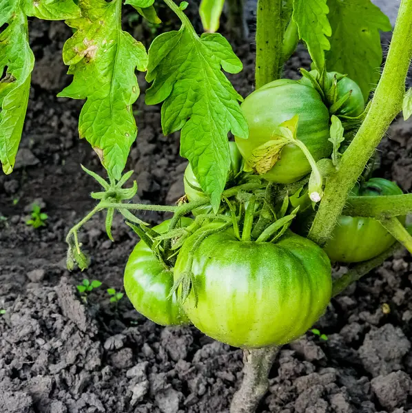 Zielone Pomidory Ekologiczne Winorośli Pomidory Rosnące Polu — Zdjęcie stockowe