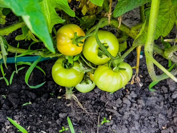 Green organic tomatoes on vine, tomatoes growing on the field