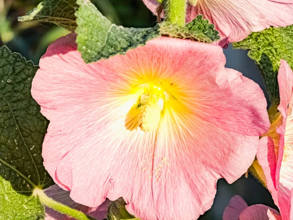 Malva Común Rosa Nombre Latino Malva Flores Brillan Bajo Los — Foto de Stock
