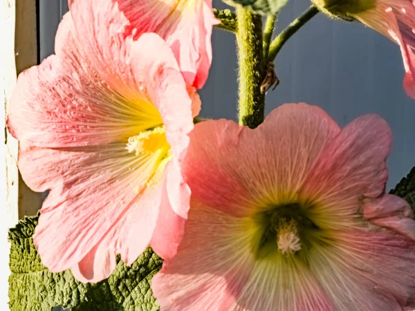 Розовая Обыкновенная Зефир Латинское Название Malva Flowers Shine Rays Sun — стоковое фото