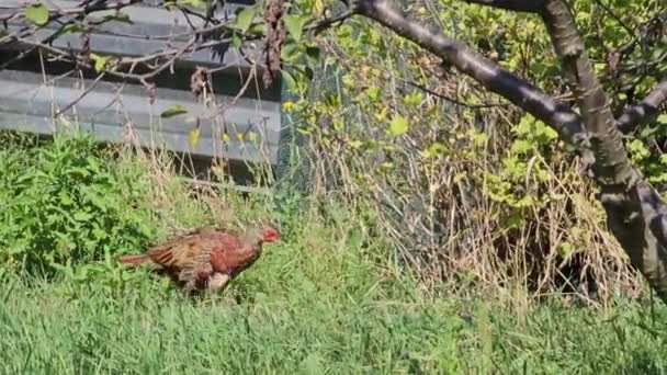Wild Pheasants Phasianus Colchicus Moving Grass Looking Food Warm Sunny — Stock Video