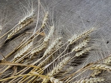 Çuval bezi arkaplanındaki buğday başakları. Buğday ekmeğin temelidir. Sağlıklı yeme kavramı.