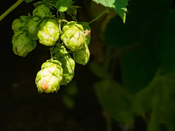 Созревание Осенью Свежих Зеленых Конусов Хмеля Ветке Используется Изготовления Пива — стоковое фото