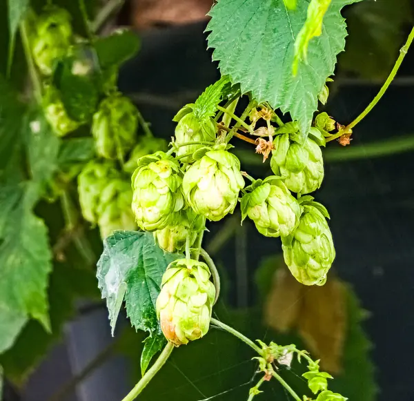 Rijping Herfst Van Verse Groene Hop Kegels Een Tak Gebruikt — Stockfoto