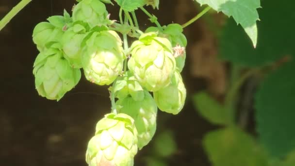 新鮮な緑色のホップコーンの秋にリッピング ビール 薬理学 クローズアップを作るために使用される — ストック動画