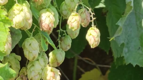 Dojrzewanie Jesienią Świeży Zielony Szyszka Chmielowy Gałąź Używane Produkcji Piwa — Wideo stockowe