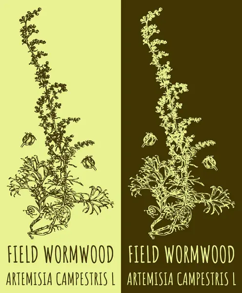 Vektorrajzok Field Wormwood Kézzel Rajzolt Illusztráció Latin Név Artemisia Campestris — Stock Vector