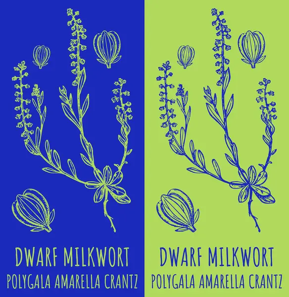 stock vector Vector drawings DWARF MILKWORT . Hand drawn illustration. Latin name POLYGALA AMARELLA CRANTZ.