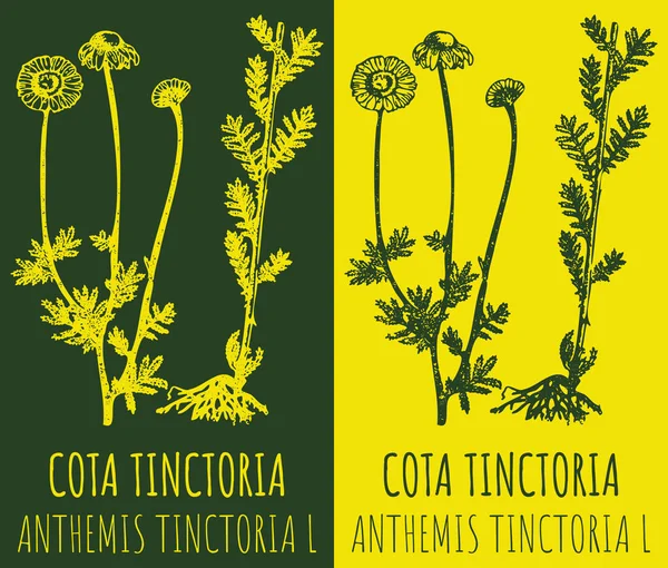 Vektorrajzok Cota Tinctoria Kézzel Rajzolt Illusztráció Latin Név Anthemis Tinctoria — Stock Vector