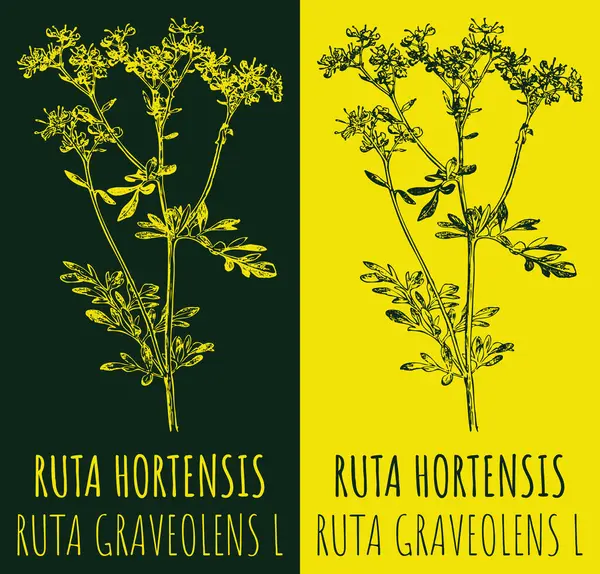 Vektorrajzok Ruta Hortensis Kézzel Rajzolt Illusztráció Latin Név Ruta Graveolens — Stock Vector