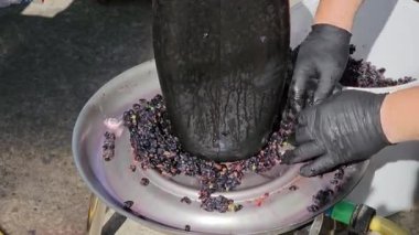 Ev yapımı üzüm şarabı yapma süreci. Bir şarap üreticisi hidrolik presten üzüm hamuru toplar..