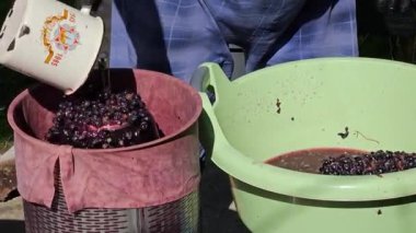 Ev yapımı üzüm şarabı yapma süreci. Bir şarap üreticisi ezilmiş üzümleri hidrolik prese doldurur..