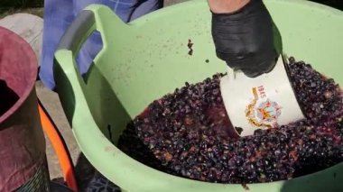 Ev yapımı üzüm şarabı yapma süreci. Bir şarap üreticisi ezilmiş üzümleri hidrolik prese doldurur..