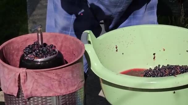 포도주를 만드는 메이커는 프레스에 포도를 분쇄로드 — 비디오
