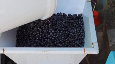 Ev yapımı üzüm şarabı yapma süreci. Şarap üreticisi üzümleri hidrolik prese yüklemek için özel bir öğütücüde öğütür..