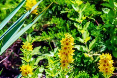 Bir yaz bahçesinde çiçek açıyor. Sarı çiçekler, yatay olarak yakınlaşıyor. Primulaceae Ailesi. Lysimachia vulgaris.