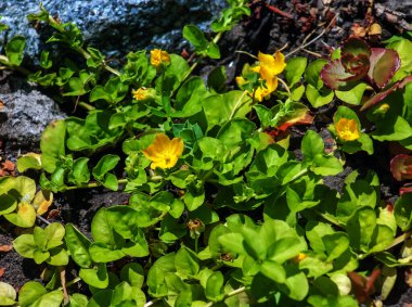 Güzel sarı çiçekler, Lysimachia nummularia, bahçede açan altın sürüngen..