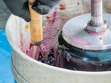 Ev yapımı üzüm şarabı yapma süreci. Fermantasyon için üzüm suyu elde etmek için hidrolik baskı uygulanacak..