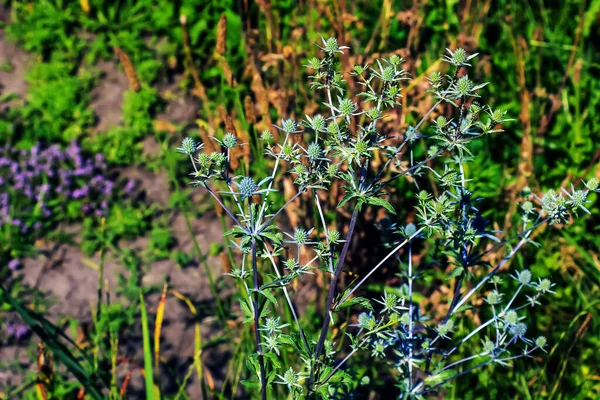 Eryngium Campestre Una Hierba Perenne Familia Apiaceae — Foto de Stock
