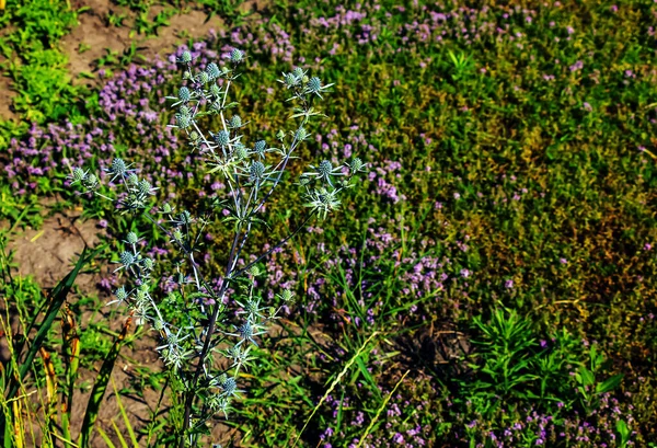 Eryngium Campestre Многолетняя Трава Семействе Apiaceae — стоковое фото