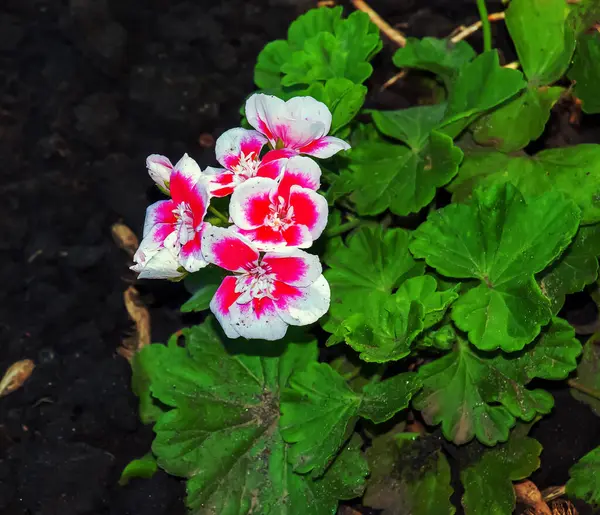 Linda Metade Branco Rosa Pelargonium Flores Jardim Foco Seletivo Fechar — Fotografia de Stock