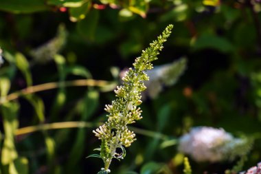 Buddleia yaz çiçekleri. Latince adı Buddleja davidii. Buddleia Davidii Kelebek Bush.